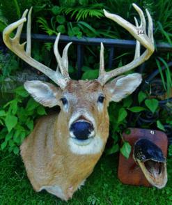 Quality Taxidermy 12 Point Wisconsin Deer Head along: This 12 point buck taxidermy was shot in upper Wisconsin in the 1910's and has been professionally mounted in excellent condition along with a turn of the century mounted Wisconsin Muskie head in poor