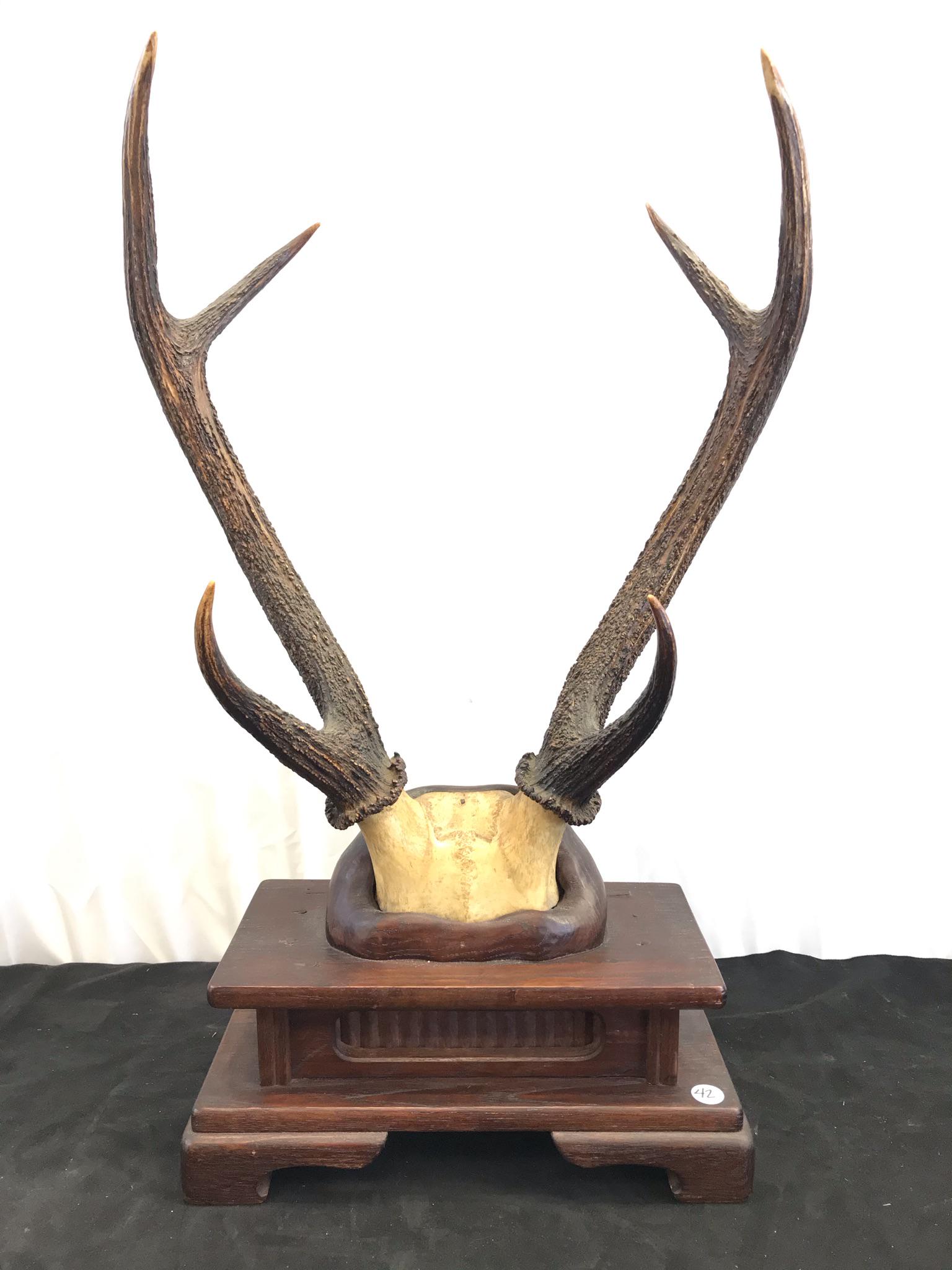 VIctorian Era Folk Art Tabletop Deer Horn Mount (1 of 9)