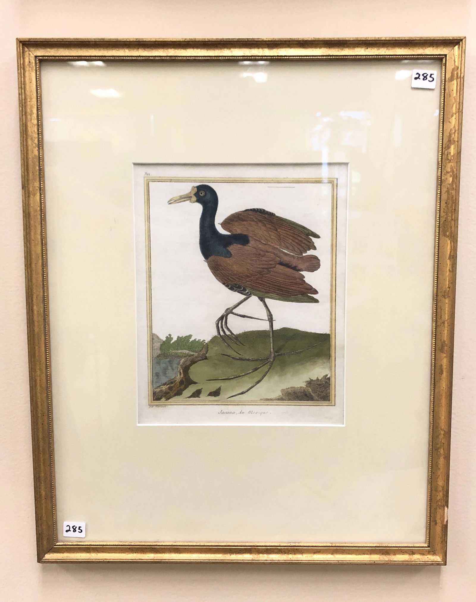 Victorian Hand Colored Engraving of Bird (1 of 4)