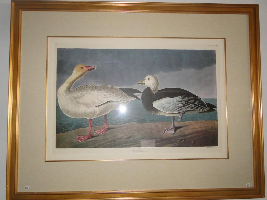 After John James Audubon (American 1785-1851) an im: After John James Audubon (American 1785-1851) an immense offset chromolithograph depicting Anser Hyperbus (snow goose). This high quality gold leaved framed and matted print is in excellent condition 