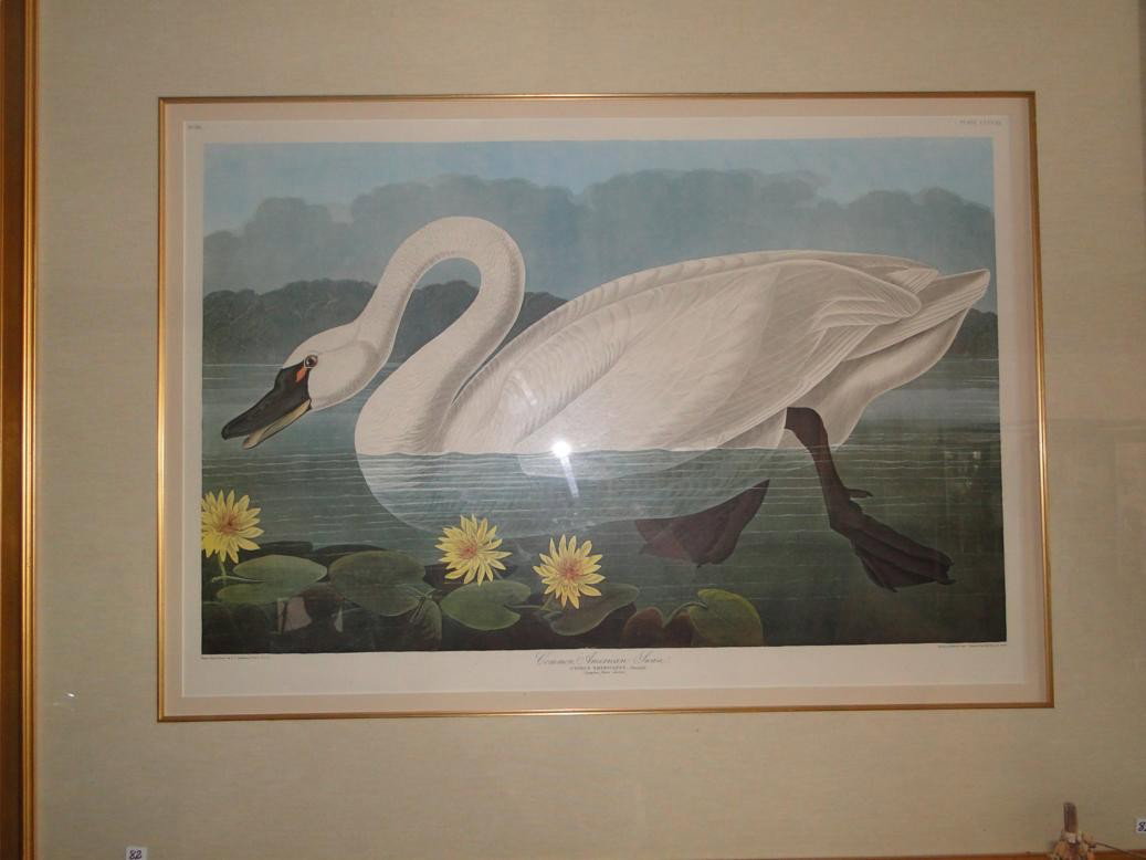 After John James Audubon -( American 1785-1851) An : After John James Audubon -( American 1785-1851) An immense offset chromolithograph depicting cygnus Americans (Common American Swan). This high quality gold leaved framed and matted print is in excell