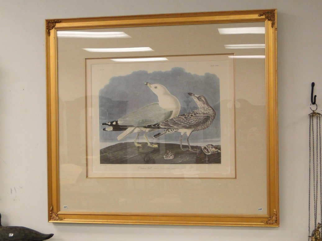 After John James Audubon-(American 1785-1851) An : After John James Audubon-(American 1785-1851) An immense offset Chromolithograph depicting Larus Cunas (Common Gull) Quality framed and matted, measures 39'' tall by 44'' across. Estimated Value $150-