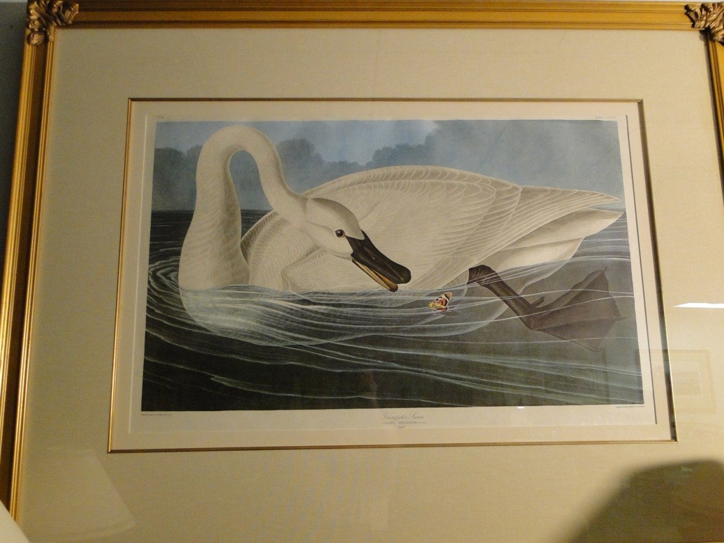 After John James Audubon (American 1785-1851) an i: After John James Audubon (American 1785-1851) an immense offset chromolithograph depicting Cygnus - Beccinator (Trumpeter Swan). This high quality gold leaved framed and matted print is in excellent c