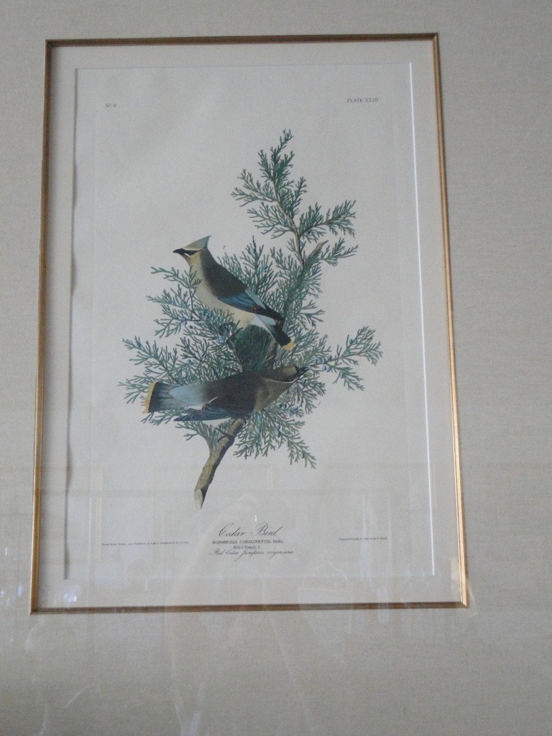 After John James audubon Bombycila Caroliensts (Ce: After John James audubon Bombycila Caroliensts (Cedarbird) This quality audubon is museum framed and matted this measures 43x36 in Est. $150-200