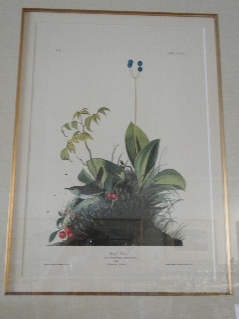 After John James audubon Troglodytes Americana (Wo: After John James audubon Troglodytes Americana (Wood hen) This quality audubon is museum framed and matted this measures 43x36 in Est. $150-200