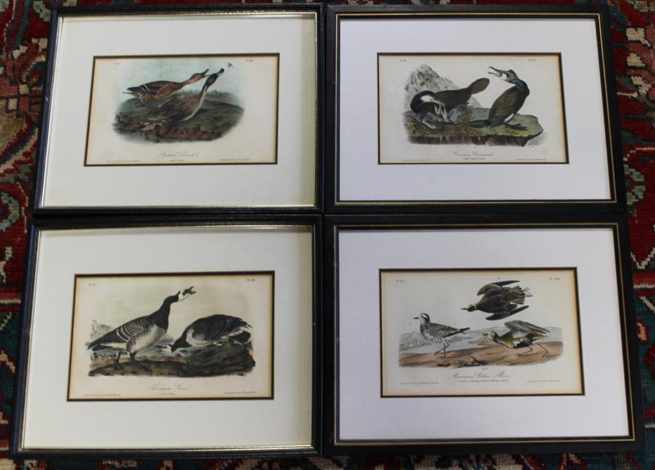 3 JJ Audubon highly colored lithos drawn from nature: 3 JJ Audubon highly colored lithos drawn from nature. Printed and cut by J.T. Bowen, Phil.1.) Bernacle Goose #76 Plt. 378 2.) Common Cormorant #83 Plt. 445. 3.) Pintail Duck #78 Plt.390 All book Plate