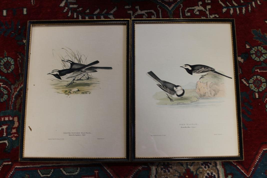 2 J & E Gould lithos drawn from nature & on stone. P: 2 J & E Gould lithos drawn from nature & on stone. Printed by C. Hullmandel. 1.) Pied Wagtail.2.) White Winged Wagtail. Approx. framed size- 20" X 15" Late 1800's Estimated value $150-250