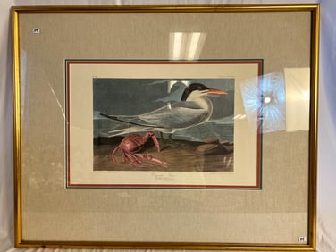 Audubon Print of Cayenne Tern