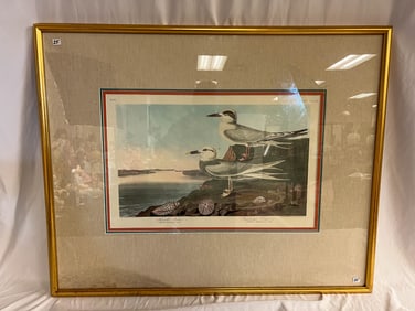 Audubon Print of Two Birds