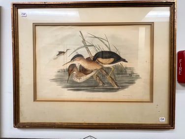 Hullmandle & Walton "Ardetta Pusilla" Bookplate