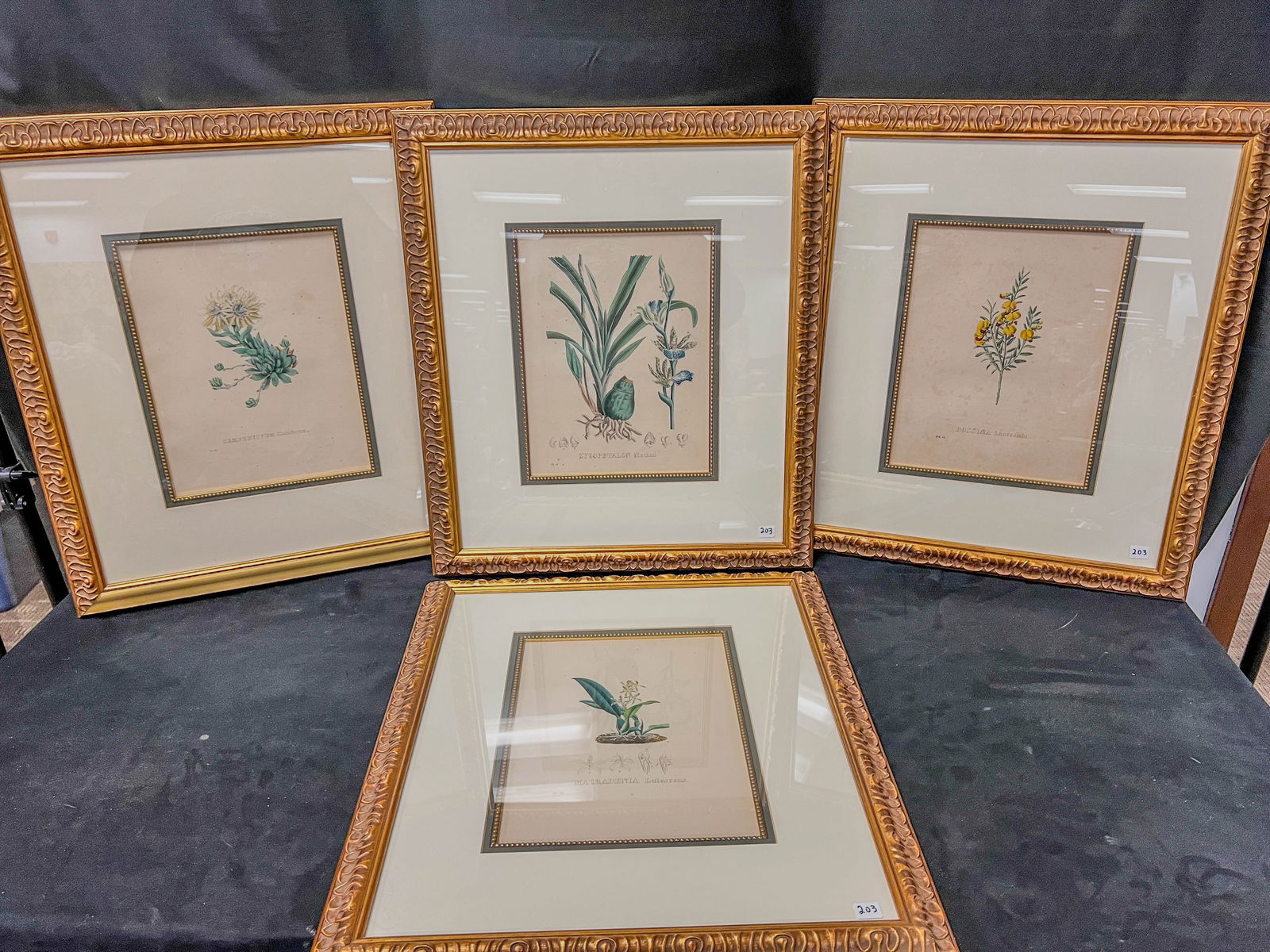 4 Antique Framed Botanical Prints (1 of 12)