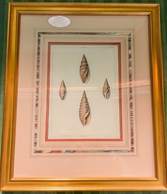 Set of 3 19th Century Book Plates of Sea Shells c.1811