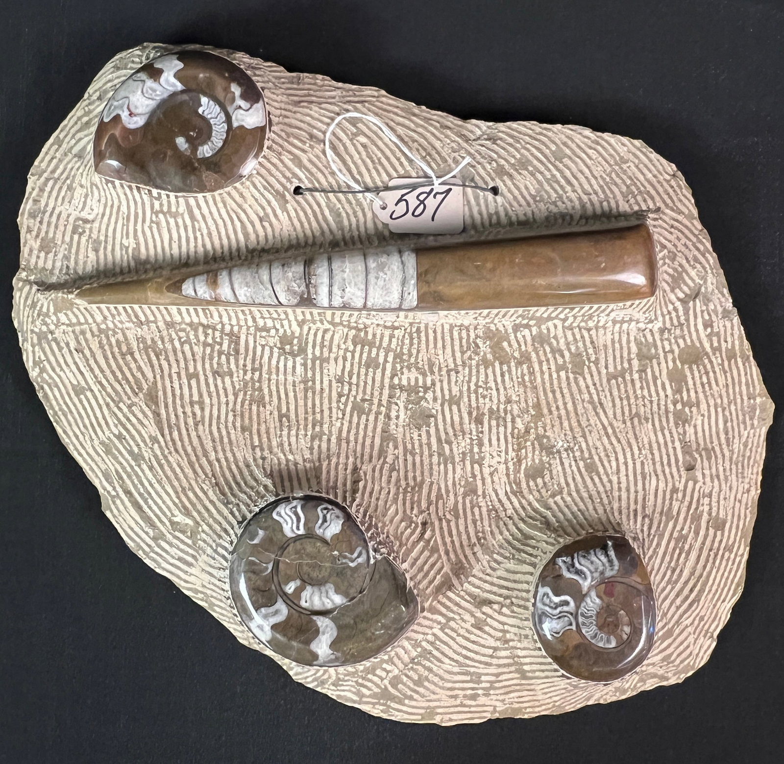 Wall Hung Composite Fossil Plaque: A wall hung composite fossil plaque that features various shelled fossils including three ammonites and a long orthoceras straight shelled cephalopod. In great condition it measures 12" tall X 15"