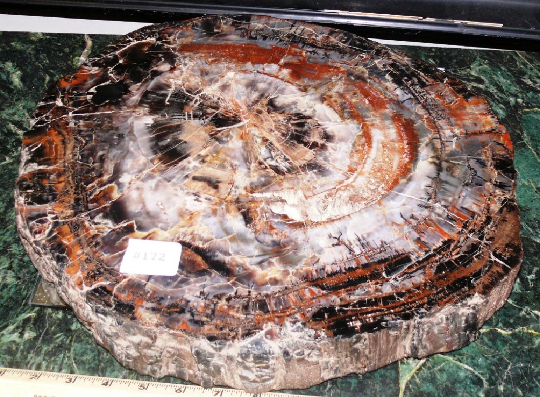 Petrified wood specimen, 230 million years old, 16" l. (1 of 7)