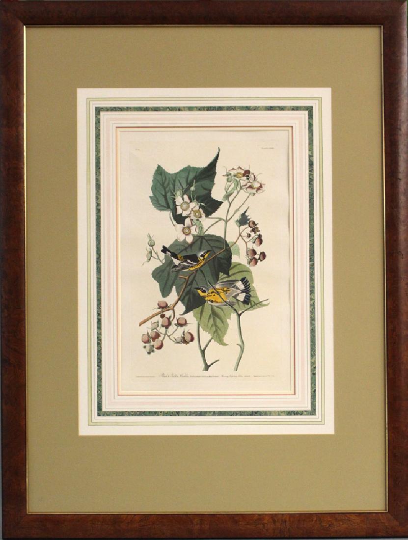 JOHN JAMES AUDUBON, after (Am., 1785-1851): 1970's Amsterdam edition BLACK AND YELLOW WARBLER, PLATE CXXIII, No. 25 19 by 12 in. (impression), Engraved, Printed & Coloured by R. Havell. London From