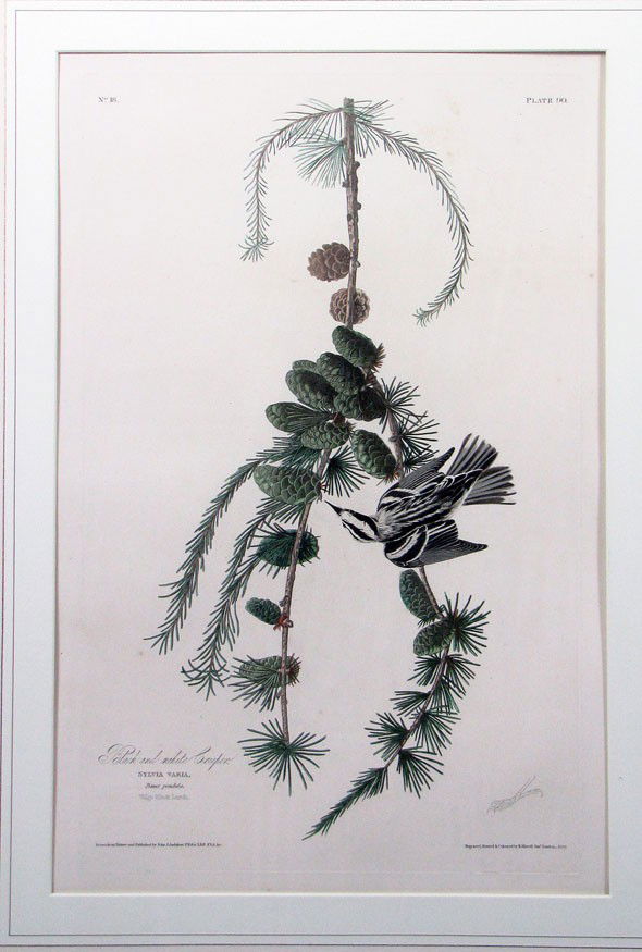 PRINT: after JOHN JAMES AUDUBON (American, 1785-185: Black and White Creeper, No. 18 Plate 90 Engraved, Printed & Coloured by R. Havell, Jan. 1830 impression size, 19.5 by 12.5 in., framed under glass