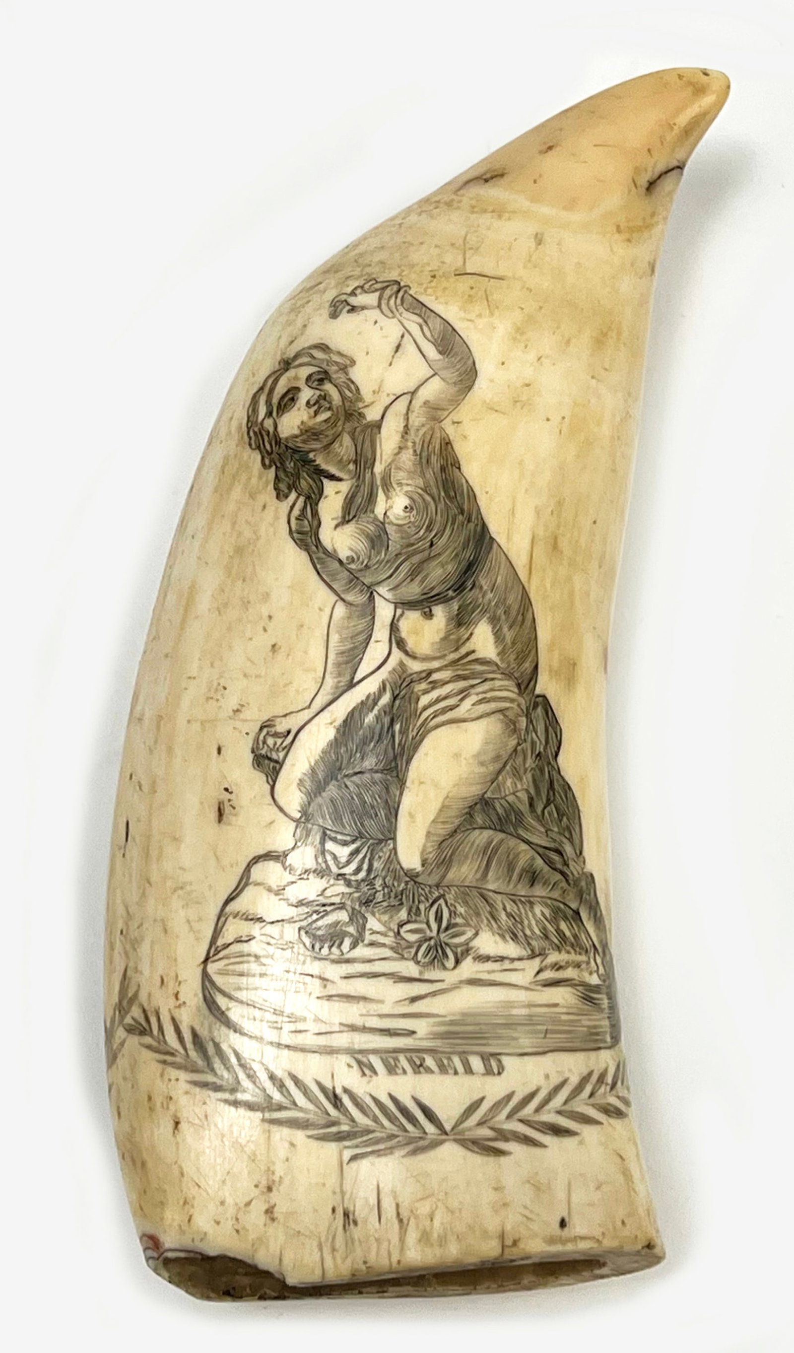 19TH C. SCRIMSHAW WHALE TOOTH, NERIED MAIDENS: each side decorated with a Neried sea nymph seated on a rock, below one image NEREID; an arrow between them on one side of the tooth; each image above a leafy garland; 6"