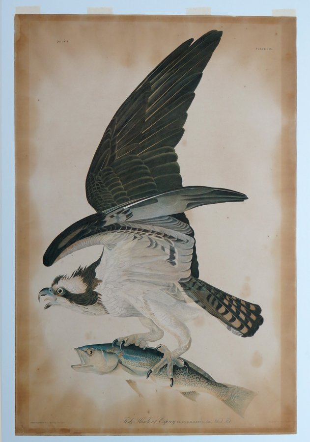 after JOHN JAMES AUDUBON (American, 1785-1851): Fish Hawk or Osprey, FALCO HALIAETUS. Male, Weak Fish, Plate 288 Drawn from Nature by J.J. Audubon, F.R.S F.L.S / Chromolithy by J. Bien, New York, 1860 From the Bien edition of “Birds of America”