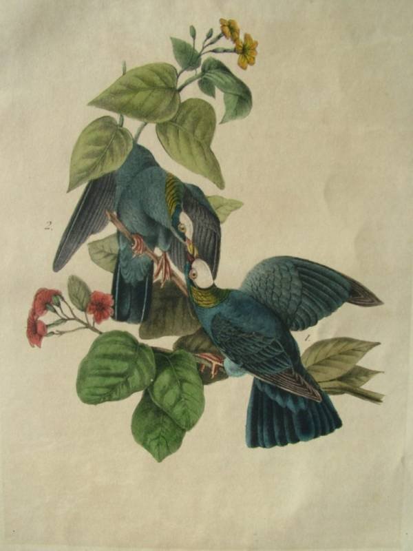 Antique 19C Hand-Painted Litho Audubon Naturalist: Hand-Painted Lithograph by Famous French/American Naturalist John James Audubon (1785 - 1851) Matted, Ready to Frame A second edition" print. There was some hand painting using gum Arabic which was ad