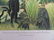 132B: ROUSSEAU Le Douanier "Charmeuse" LITHOGRAPHIE SIG - 5