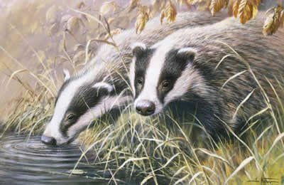 Ian Nathan "Autumn Morning" Lithograph: Autumn Morning - Badgers by Ian Nathan Edition Of: 850 Medium: Lithograph WxH: 17'' x 13'' Format: Print. with COA.