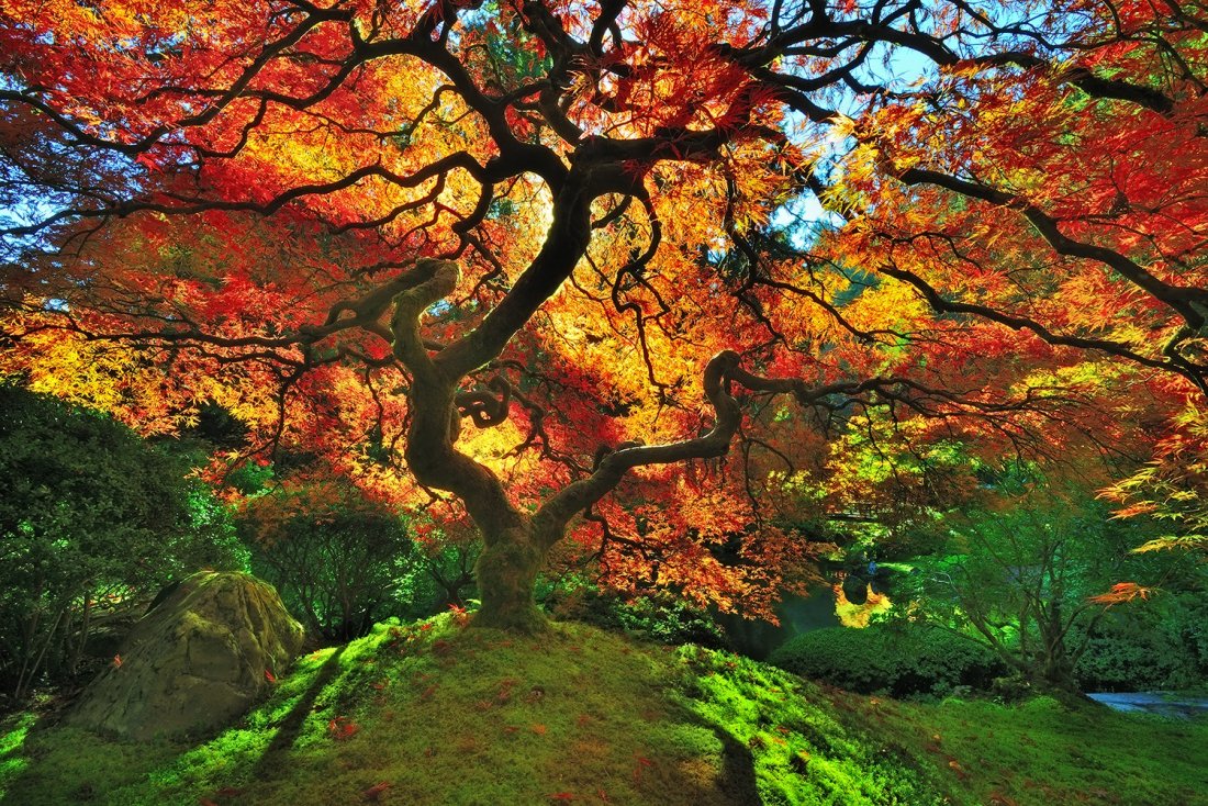 Kieran Walsh "Mystical" W: This majestic 30 in. x 40 in. fine art photograph of this beautiful Japanese maple tree in full foliage is one of only 100 limited edition prints of this size image. Once an edition is closed, you wil