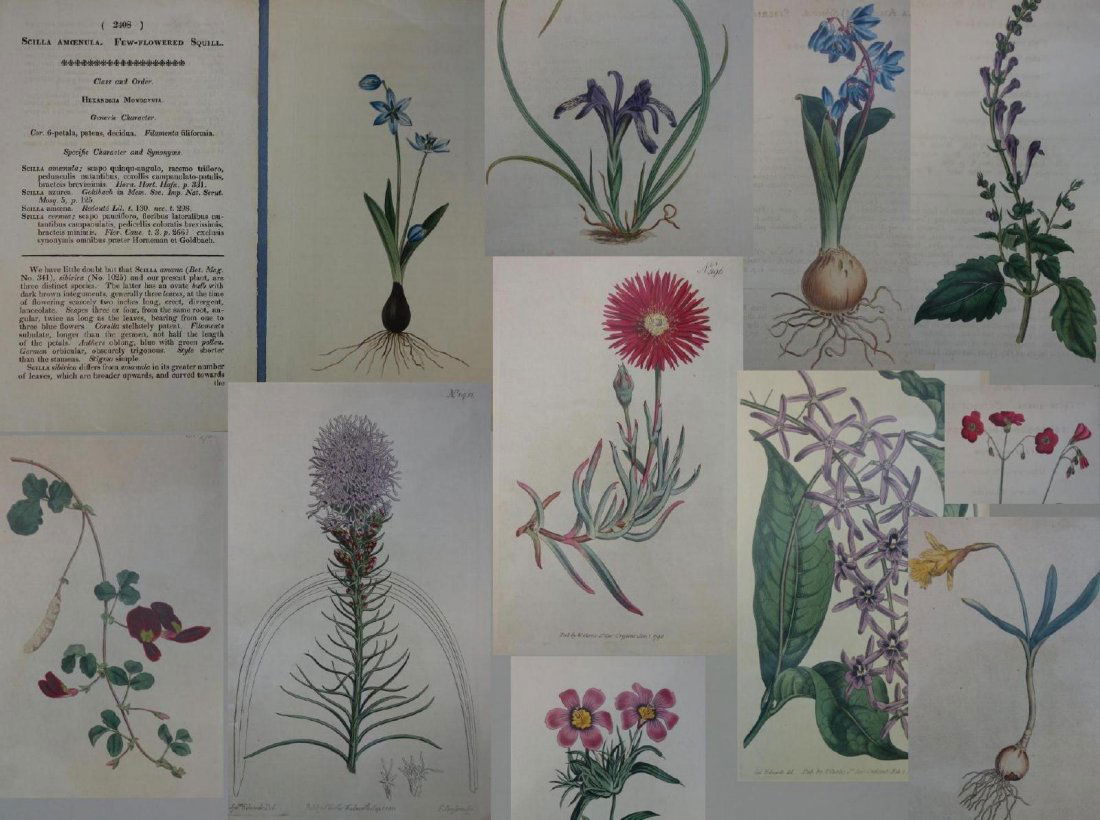 19thc S. Curtis Botanicals with Descriptions (1 of 5)