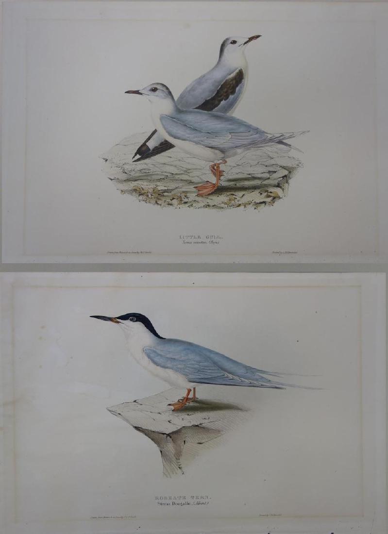 2-19thc John Gould (1804-1881) Colored Lithographs (1 of 4)