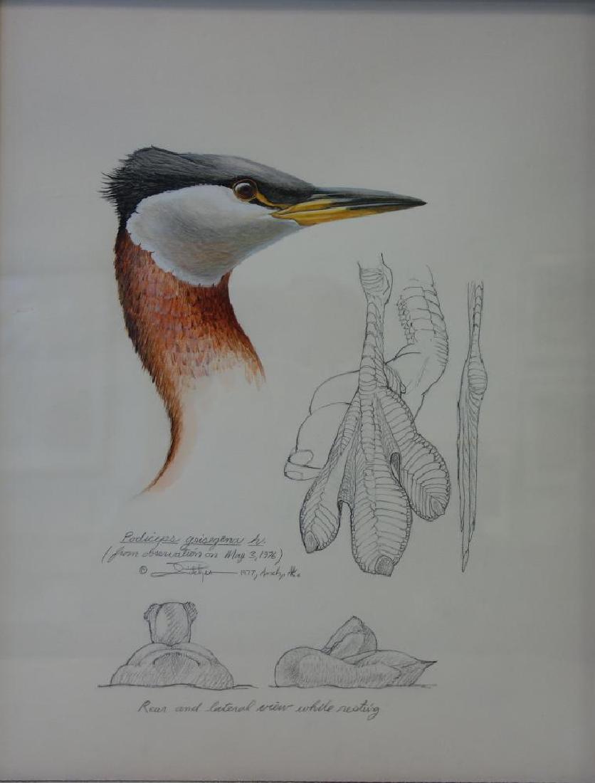 John Charles Pitcher (b-1949) Red Necked Grebe (1 of 3)