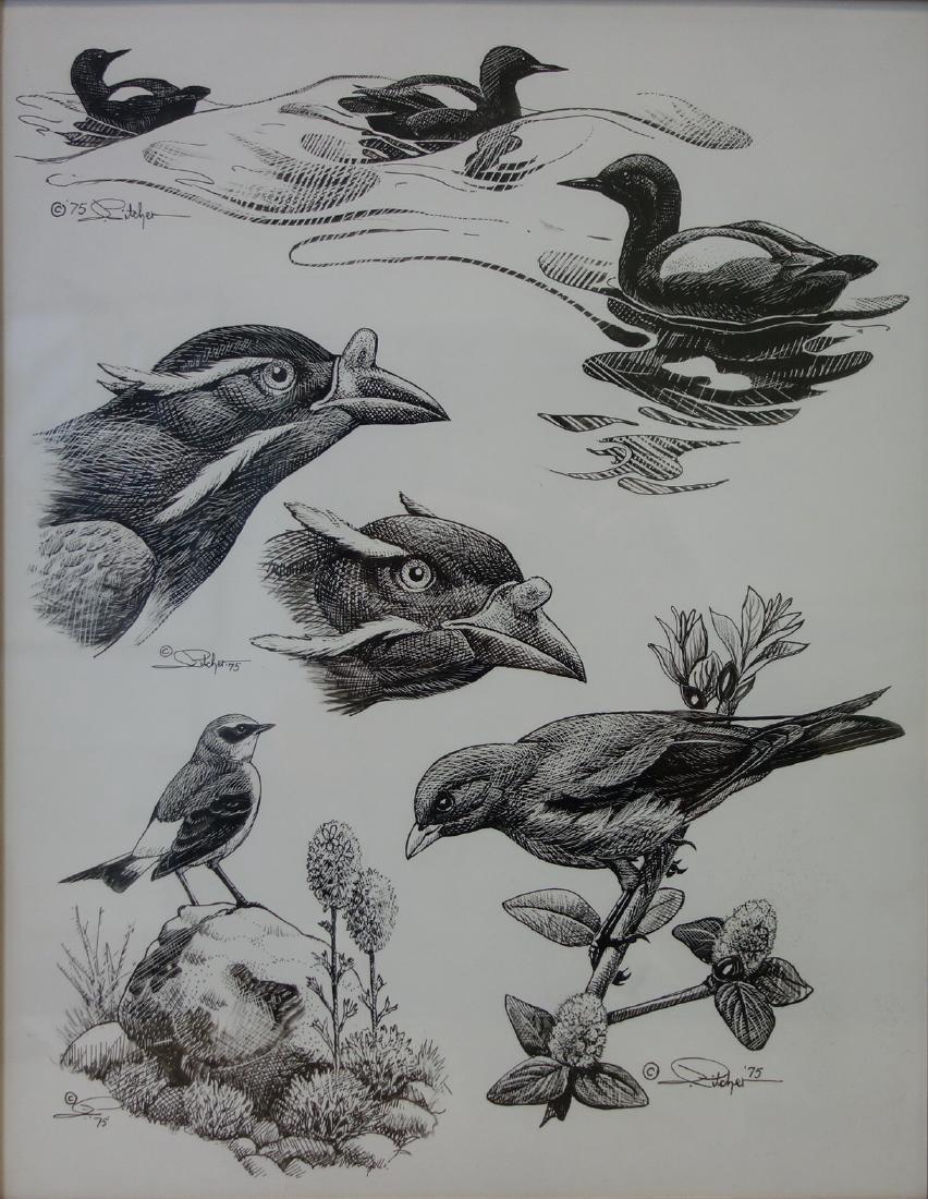 John Charles Pitcher (b-1949) Bird Field Study (1 of 3)