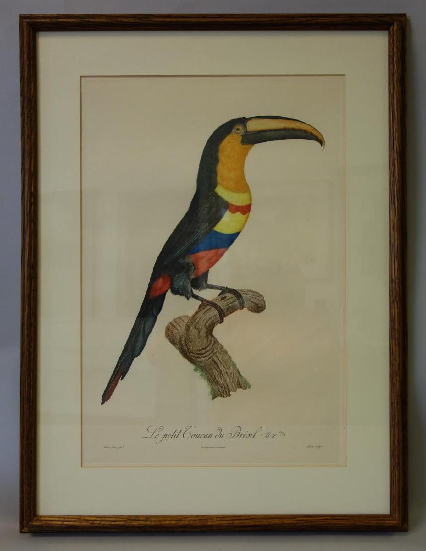 Jacques Barraband Toucan Engraving No 10 (1 of 6)