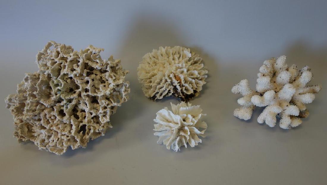 White Coral Trees & Ribbon Coral: A collection of white coral trees, and ribbon coral. A total of four pieces. The largest measuring 11" x 9" x 8".