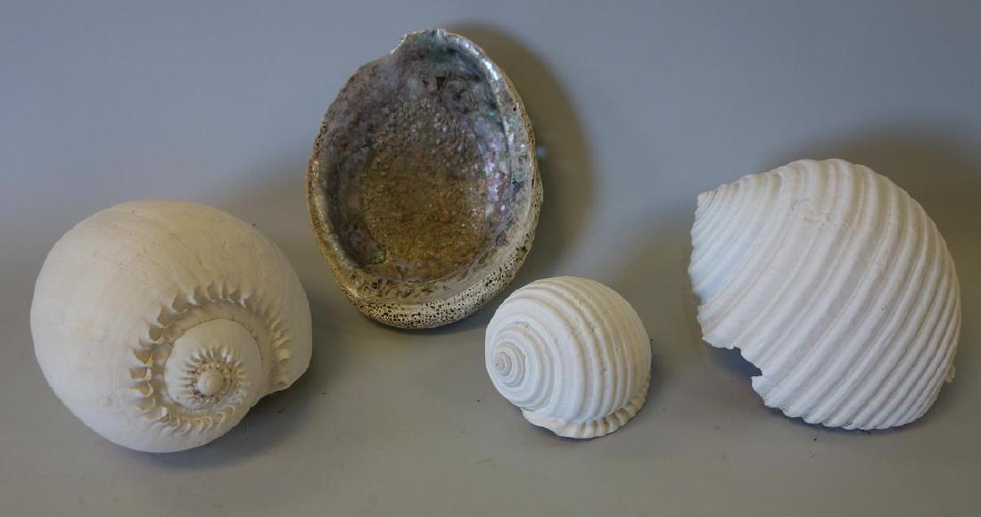 Seashell Collection, Nautilus & Abalone (1 of 2)