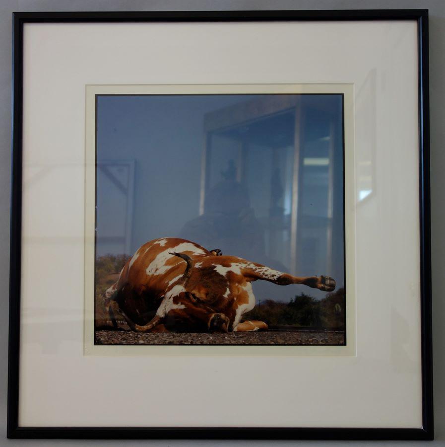 Spike Mafford (b-1963, WA) Untitled Photo, "Bull" (1 of 3)