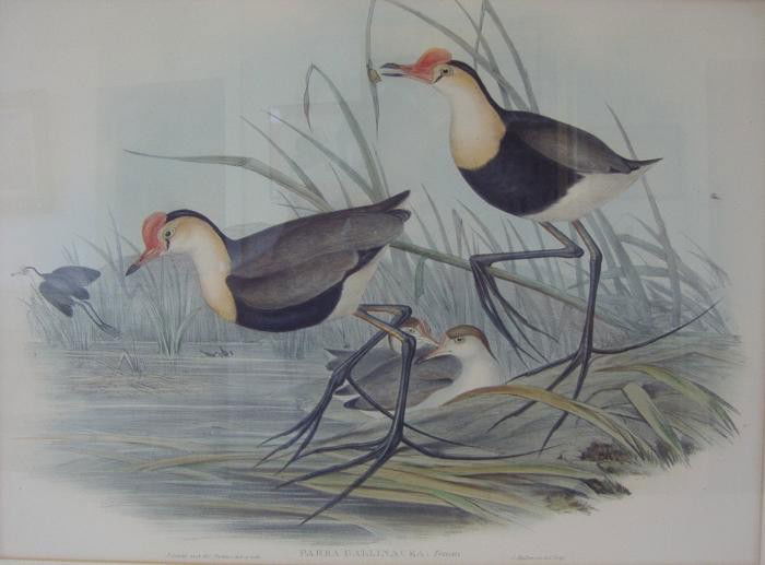 J Gould & H.C. Richter, Parra Gallinacea: Framed J. Gould hand colored lithograph, 13.5" x 18.25" sight. The framed measurement, 20" x 27". Excellent vibrant print.