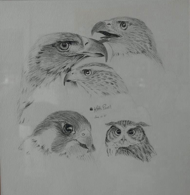 Keith Powell (WA) Pen & Ink Drawing Five Raptors: Framed pen and ink drawing by Washington artist, Keith Powell. Signed and dated June 13, 75. Depicts five raptors or birds of prey. Image measures 11.75" x 11.25". Framed measurement 32" x 15.5".