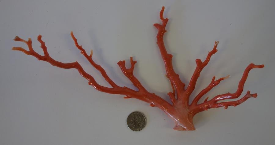 Large Chinese Natural Coral Tree: Chinese natural coral tree measuring 6" high and 10.25" wide. Original silk lined presentation box measuring 12-5/8" x 8" x 3.75".