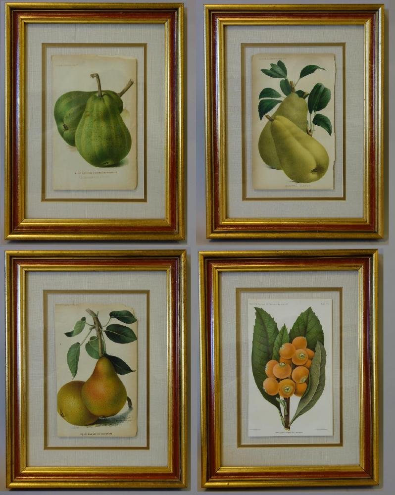 4 Framed Fruit Botanicals, Bulletin Arboriculture (1 of 5)