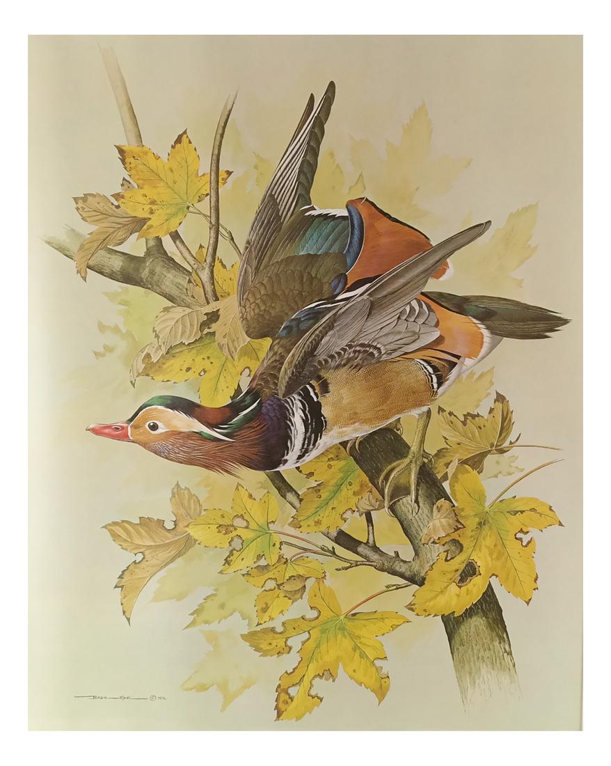 Basil Rashley Ede , Watercolor - Birds (1 of 7)
