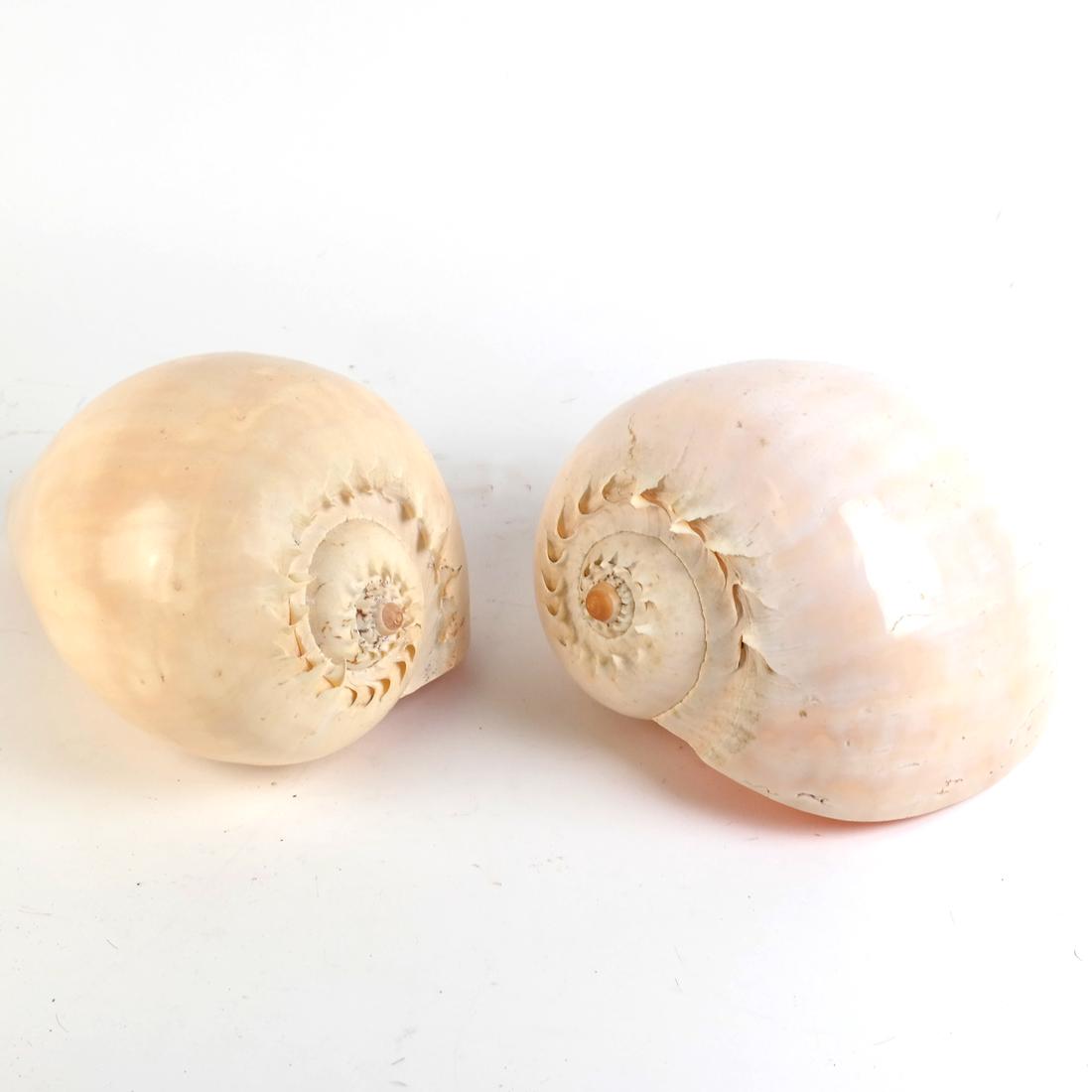 Two Conch Shells (1 of 5)