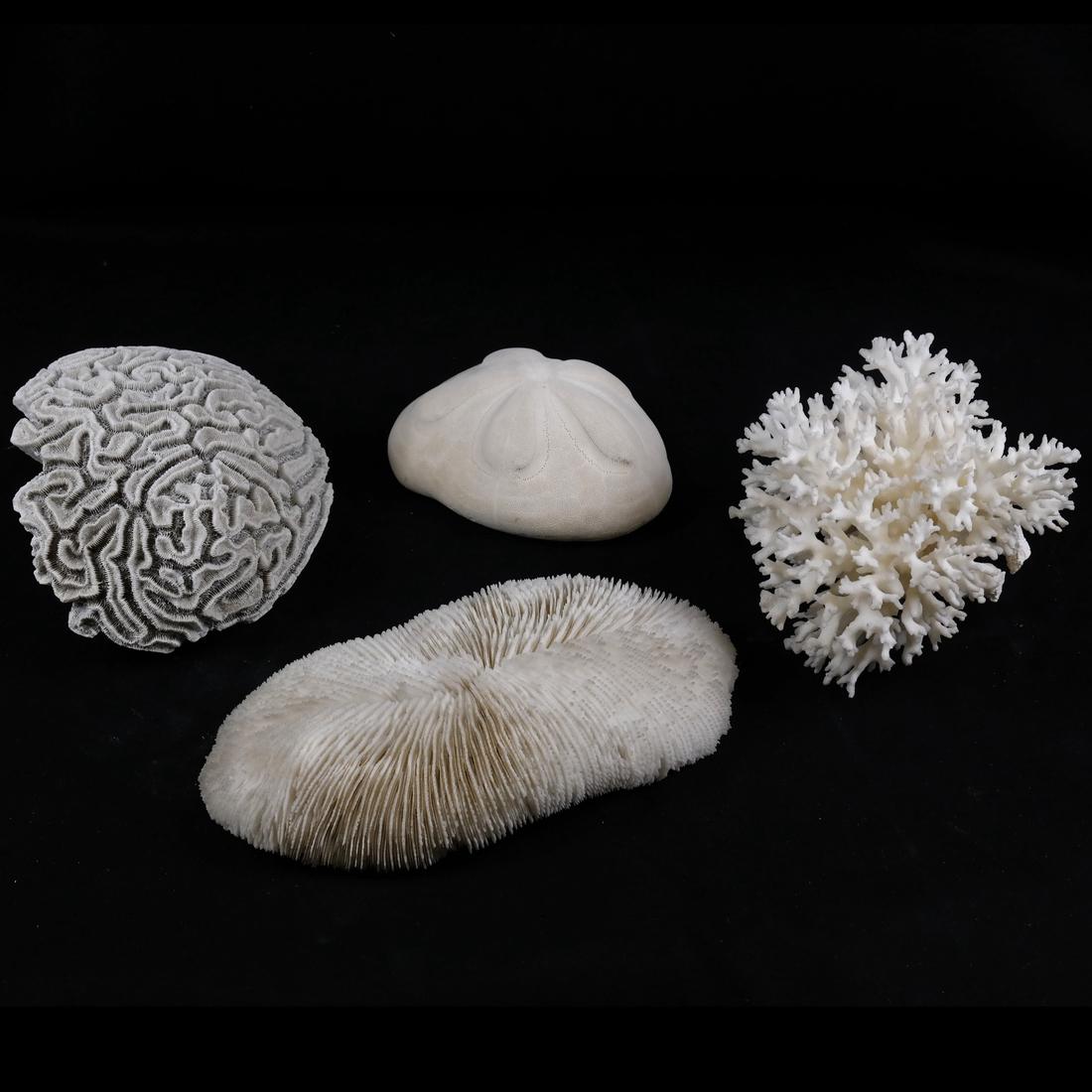 Four Aquatic Sculptures: Comprises: a starfish, and three anemone-form sculptures. [6" to 10"L x 2"-4 1/2" H]