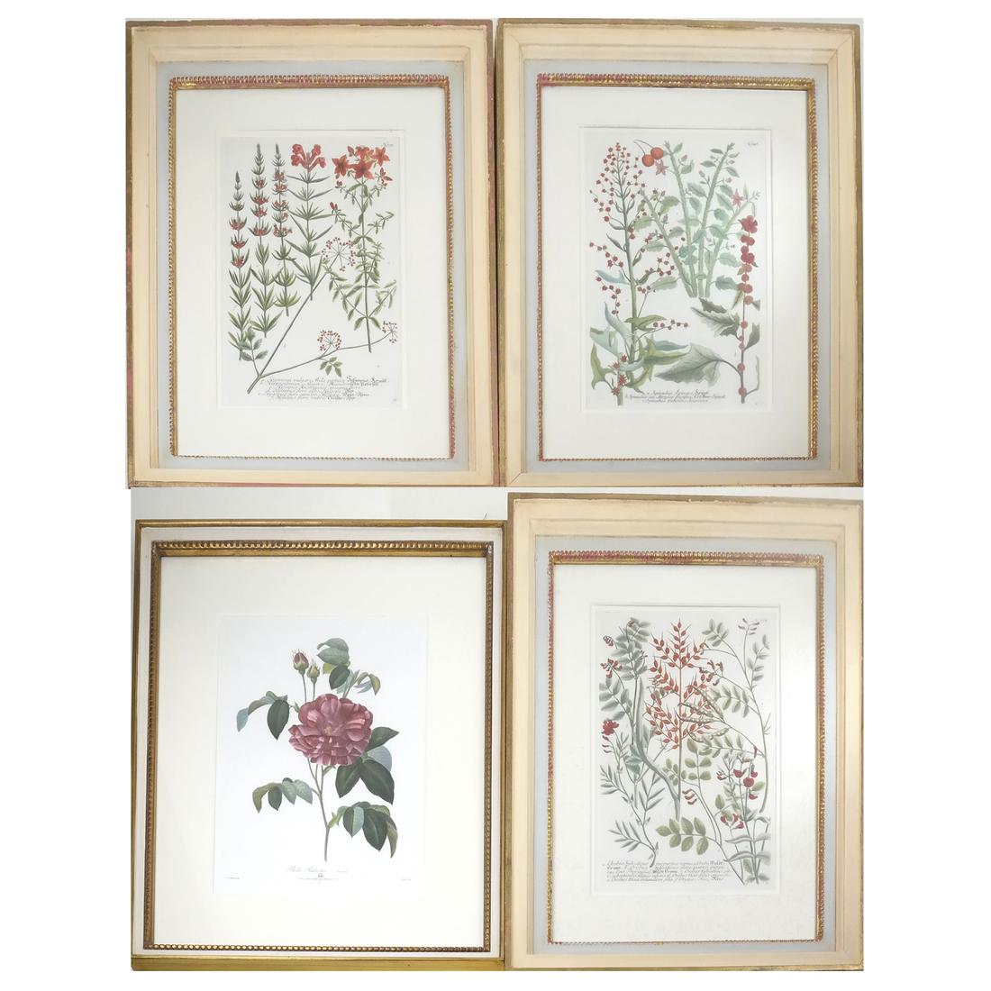 Four Horticultural Prints (1 of 9)