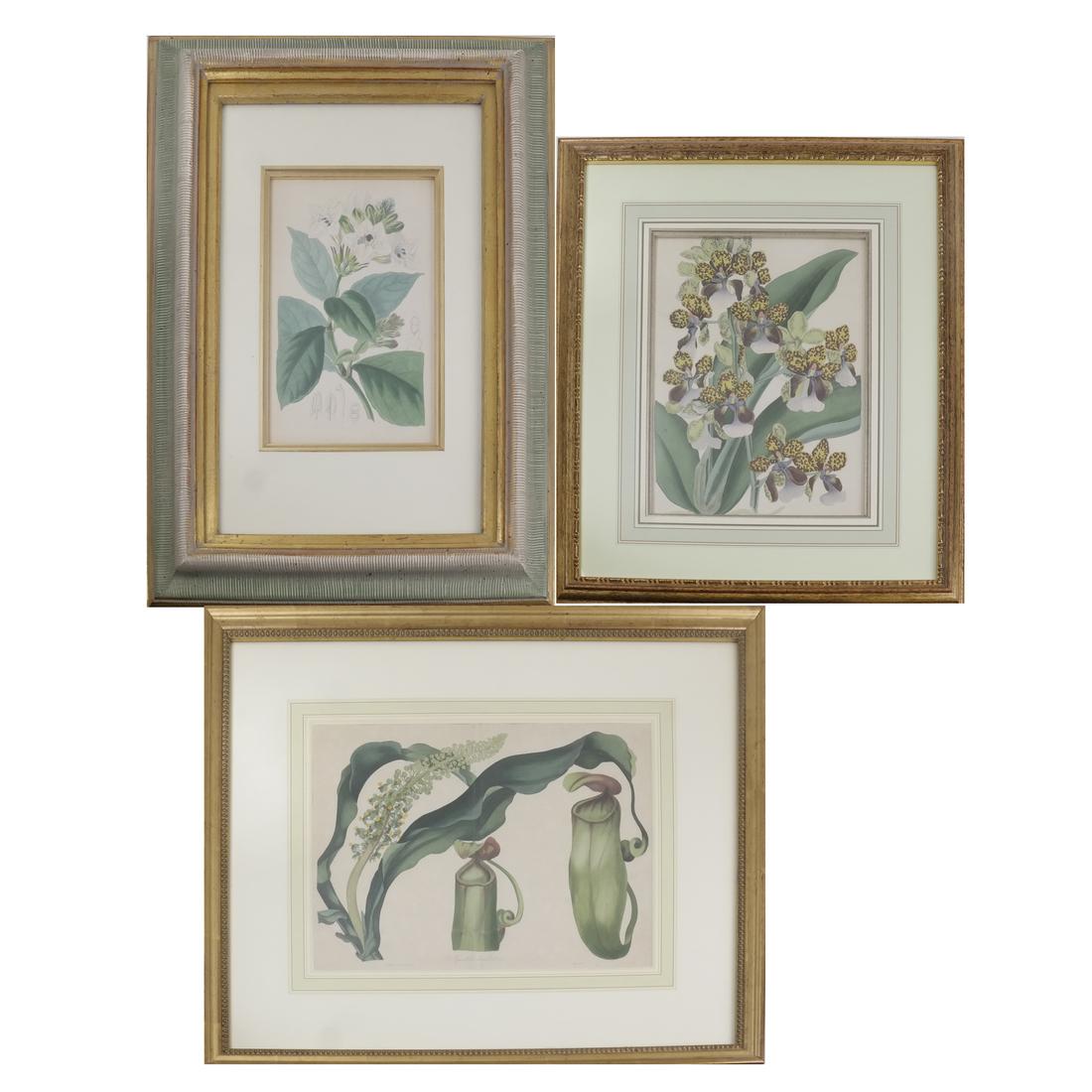 Three Various Hand-colored Horticulture Prints (1 of 9)