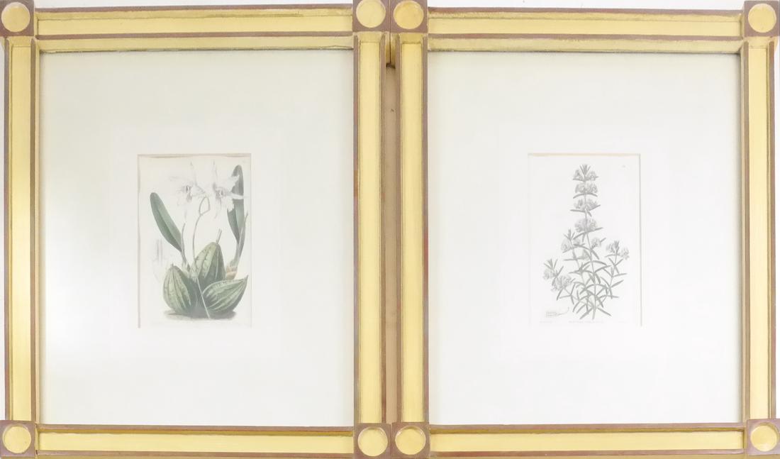 Pair of Antique Botanical Prints (1 of 8)