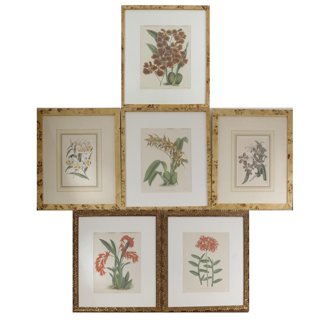 Six Hand-Colored Botanical Prints (1 of 9)