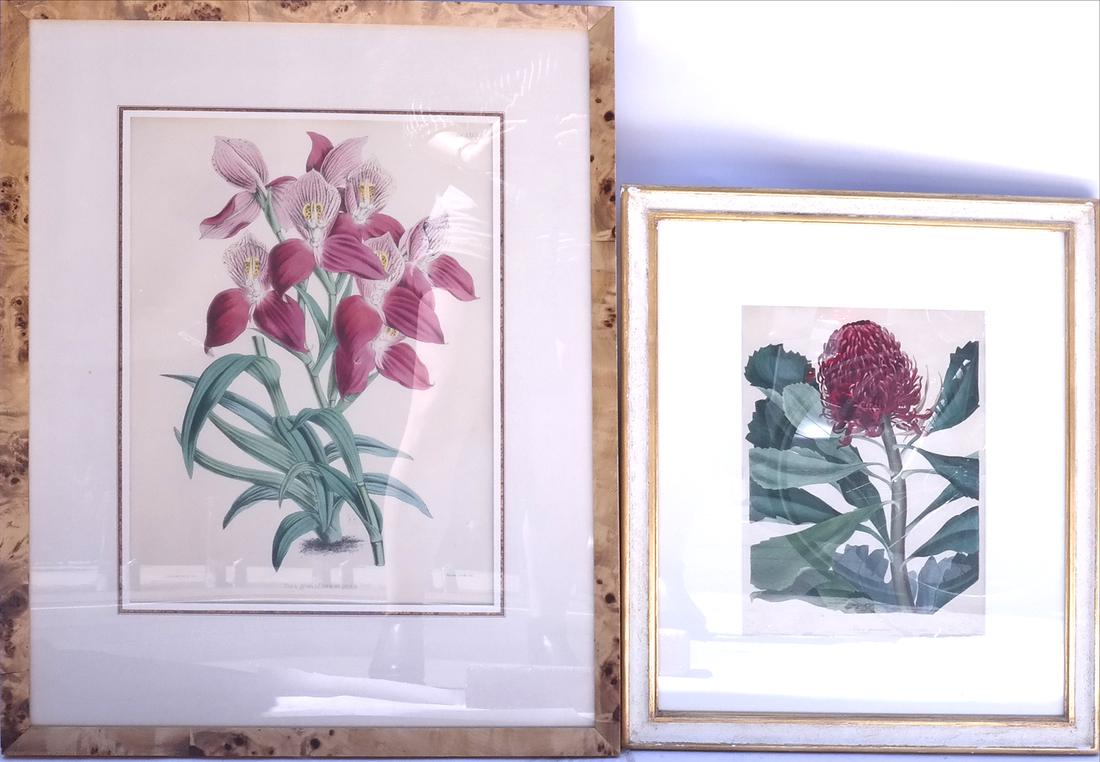 Two Horticultural Prints (1 of 5)