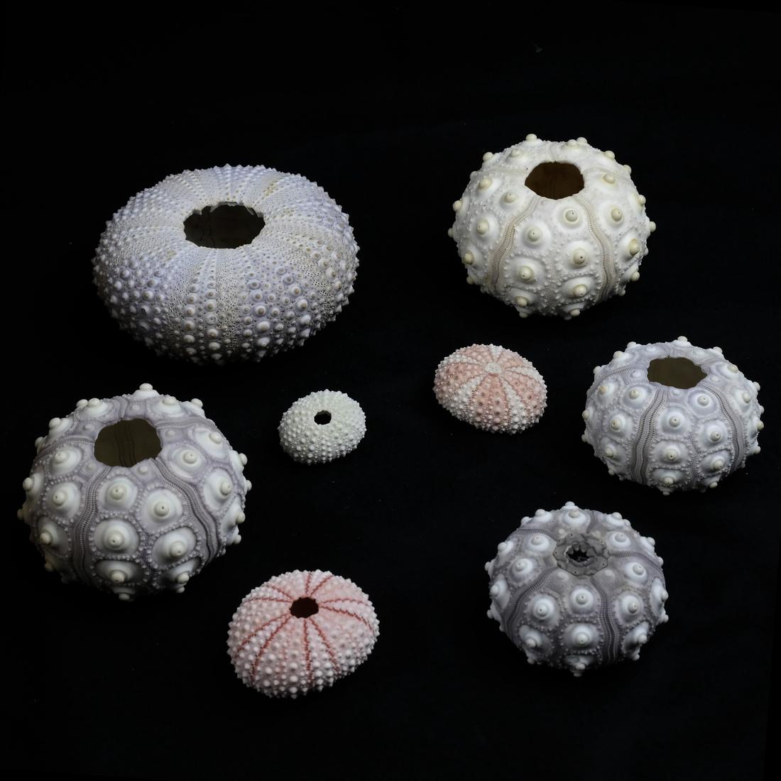 Box of Shells and Coral (1 of 7)