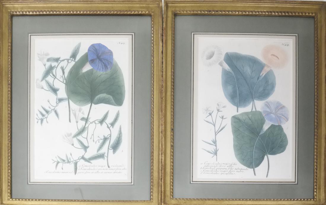 Pair of Horticultural Prints (1 of 9)