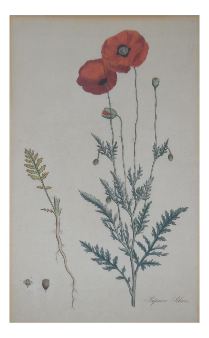 William Curtis, "Flora Londinenis" - Color Etching (1 of 6)