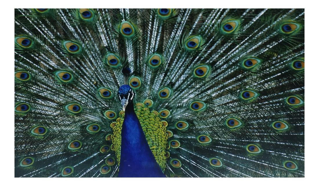 Thomas D. Mangelsen, Original Color Photograph (1 of 5)